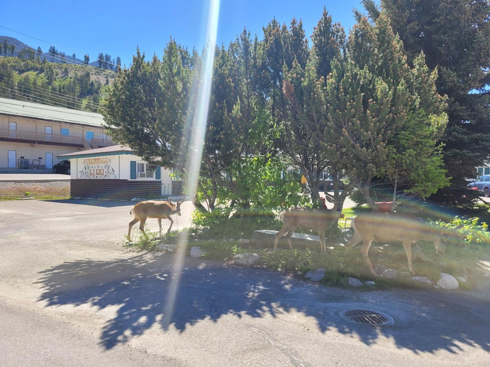 Lido Motel Radium Hot Springs Eksteriør billede